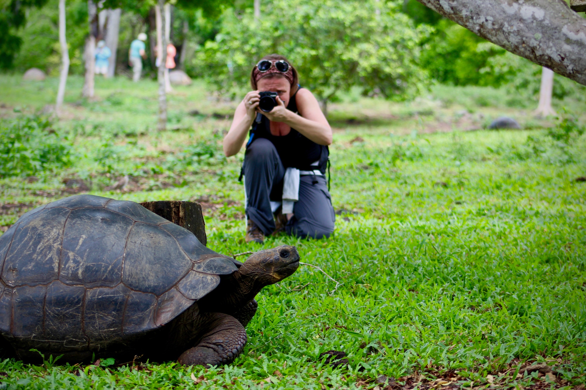 Woman Adventurer Taking Photo of Large Tortoise in Galapagos Islands